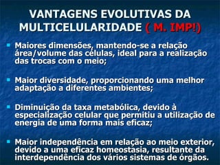 VANTAGENS EVOLUTIVAS DA MULTICELULARIDADE  ( M. IMP!) Maiores dimensões, mantendo-se a relação área/volume das células, ideal para a realização das trocas com o meio; Maior diversidade, proporcionando uma melhor adaptação a diferentes ambientes; Diminuição da taxa metabólica, devido à especialização celular que permitiu a utilização de energia de uma forma mais eficaz; Maior independência em relação ao meio exterior, devido a uma eficaz homeostasia, resultante da interdependência dos vários sistemas de órgãos. 