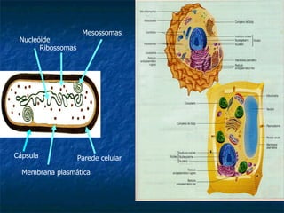 Nucleóide Ribossomas Membrana plasmática Parede celular Cápsula Mesossomas 