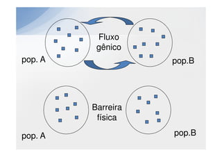 Fluxo
          gênico
pop. A              pop.B




         Barreira
          física

pop. A              pop.B
 