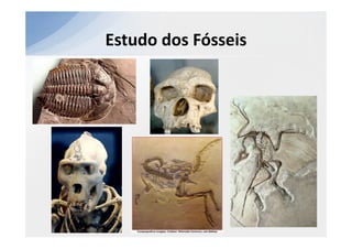 Estudo dos Fósseis
 