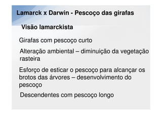 Lamarck x Darwin - Pescoço das girafas

 Visão lamarckista

Girafas com pescoço curto
 Alteração ambiental – diminuição da vegetação
 rasteira
Esforço de esticar o pescoço para alcançar os
brotos das árvores – desenvolvimento do
pescoço
 Descendentes com pescoço longo
 