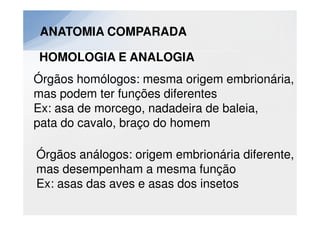 ANATOMIA COMPARADA

HOMOLOGIA E ANALOGIA
Órgãos homólogos: mesma origem embrionária,
mas podem ter funções diferentes
Ex: asa de morcego, nadadeira de baleia,
pata do cavalo, braço do homem

Órgãos análogos: origem embrionária diferente,
mas desempenham a mesma função
Ex: asas das aves e asas dos insetos
 