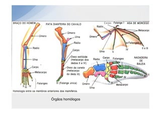 Órgãos homólogos
 