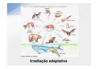 Irradiação adaptativa
 