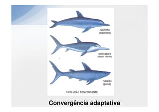 Convergência adaptativa
 