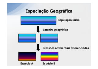 Especiação Geográfica
                        População inicial


            Barreira geográfica




            Pressões ambientais diferenciadas



Espécie A   Espécie B
 