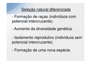 Seleção natural diferenciada
- Formação de raças (indivíduos com
potencial intercruzante).
- Aumento da diversidade genética.

- Isolamento reprodutivo (indivíduos sem
potencial intercruzante).

- Formação de uma nova espécie.
 