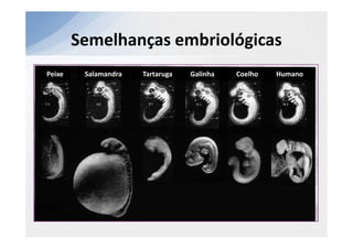 Semelhanças embriológicas
Peixe    Salamandra   Tartaruga   Galinha   Coelho   Humano
 