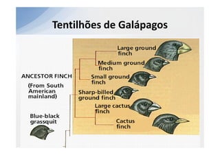 Tentilhões de Galápagos
 