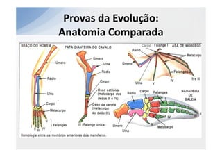 Provas da Evolução:
Anatomia Comparada
 