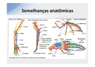 Semelhanças anatômicas
 
