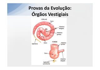 Provas da Evolução:
 Órgãos Vestigiais
 