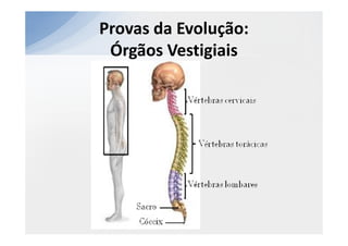 Provas da Evolução:
 Órgãos Vestigiais
 