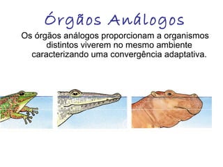 Órgãos Análogos

Os órgãos análogos proporcionam a organismos
distintos viverem no mesmo ambiente
caracterizando uma convergência adaptativa.

 