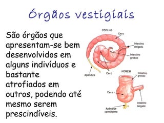 Órgãos vestigiais
São órgãos que
apresentam-se bem
desenvolvidos em
alguns indivíduos e
bastante
atrofiados em
outros, podendo até
mesmo serem
prescindíveis.

 