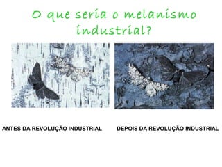 O que seria o melanismo
industrial?

ANTES DA REVOLUÇÃO INDUSTRIAL

DEPOIS DA REVOLUÇÃO INDUSTRIAL

 