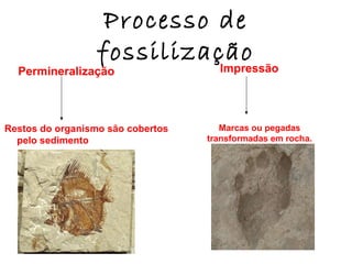 Processo de
fossilização

Permineralização

Restos do organismo são cobertos
pelo sedimento

Impressão

Marcas ou pegadas
transformadas em rocha.

 