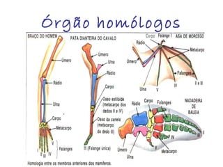 Órgão homólogos

 