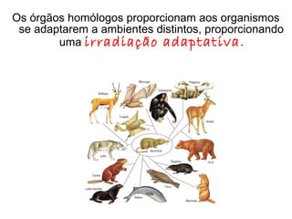 Os órgãos homólogos proporcionam aos organismos
se adaptarem a ambientes distintos, proporcionando
uma irradiação adaptativa .

 