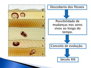 Descoberta dos fósseis
Possibilidade de
mudanças nos seres
vivos ao longo do
tempo.
Conceito de evolução.
Século XIX
 