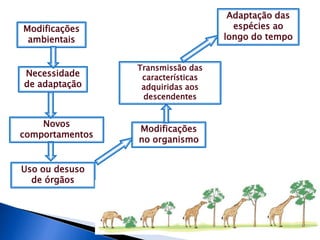 Modificações
ambientais
Necessidade
de adaptação
Novos
comportamentos
Uso ou desuso
de órgãos
Modificações
no organismo
Transmissão das
características
adquiridas aos
descendentes
Adaptação das
espécies ao
longo do tempo
 