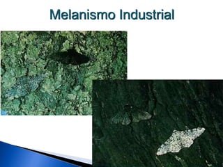 Melanismo Industrial
 