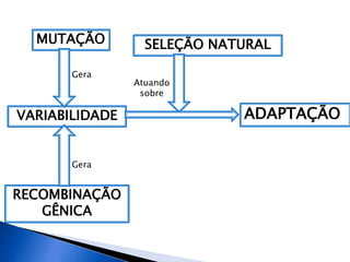 MUTAÇÃO
RECOMBINAÇÃO
GÊNICA
VARIABILIDADE
Gera
Gera
SELEÇÃO NATURAL
Atuando
sobre
ADAPTAÇÃO
 