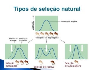 Tipos de seleção natural
Seleção
direcional Seleção disruptiva
Seleção
estabilizadora
 