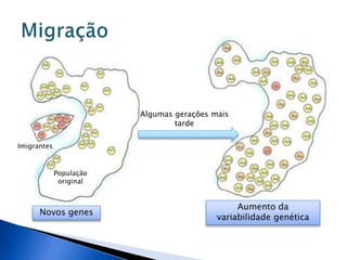 População
original
Imigrantes
Algumas gerações mais
tarde
Novos genes
Aumento da
variabilidade genética
 