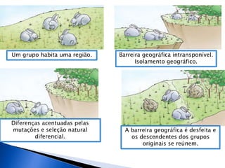 Um grupo habita uma região. Barreira geográfica intransponível.
Isolamento geográfico.
Diferenças acentuadas pelas
mutações e seleção natural
diferencial.
A barreira geográfica é desfeita e
os descendentes dos grupos
originais se reúnem.
 