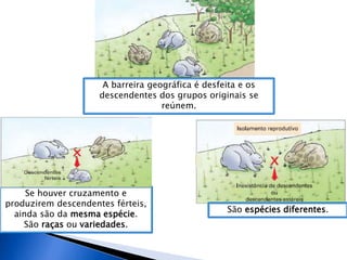 A barreira geográfica é desfeita e os
descendentes dos grupos originais se
reúnem.
Se houver cruzamento e
produzirem descendentes férteis,
ainda são da mesma espécie.
São raças ou variedades.
São espécies diferentes.
 