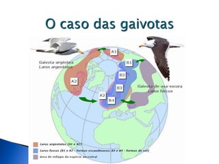 O caso das gaivotas
 