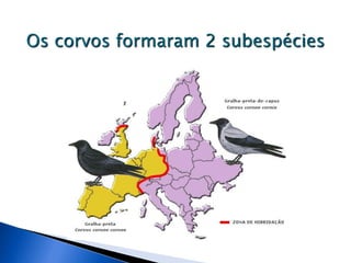 Os corvos formaram 2 subespécies
 