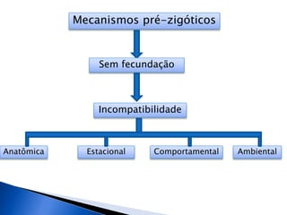 Mecanismos pré-zigóticos
Sem fecundação
Incompatibilidade
Anatômica Estacional Comportamental Ambiental
 