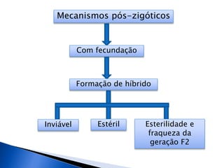 Mecanismos pós-zigóticos
Com fecundação
Formação de híbrido
Inviável Estéril Esterilidade e
fraqueza da
geração F2
 