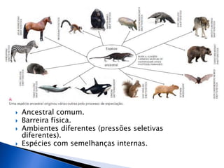  Ancestral comum.
 Barreira física.
 Ambientes diferentes (pressões seletivas
diferentes).
 Espécies com semelhanças internas.
 