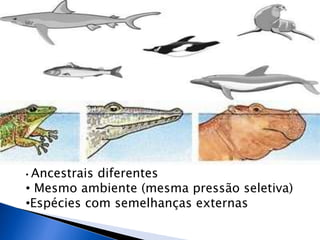 • Ancestrais diferentes
• Mesmo ambiente (mesma pressão seletiva)
•Espécies com semelhanças externas
 