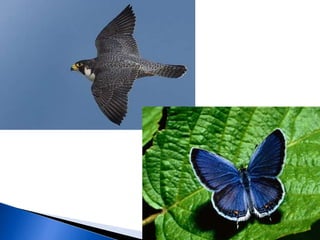 Evolução biológica.1