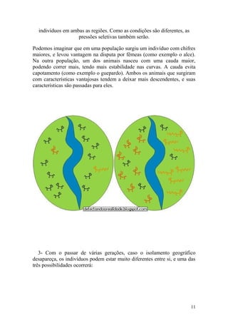 indivíduos em ambas as regiões. Como as condições são diferentes, as
pressões seletivas também serão.
Podemos imaginar que em uma população surgiu um indivíduo com chifres
maiores, e levou vantagem na disputa por fêmeas (como exemplo o alce).
Na outra população, um dos animais nasceu com uma cauda maior,
podendo correr mais, tendo mais estabilidade nas curvas. A cauda evita
capotamento (como exemplo o guepardo). Ambos os animais que surgiram
com características vantajosas tendem a deixar mais descendentes, e suas
características são passadas para eles.
3- Com o passar de várias gerações, caso o isolamento geográfico
desapareça, os indivíduos podem estar muito diferentes entre si, e uma das
três possibilidades ocorrerá:
11
 