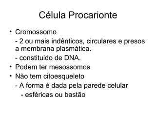 Célula Procarionte
• Cromossomo
  - 2 ou mais indênticos, circulares e presos
  a membrana plasmática.
  - constituido de DNA.
• Podem ter mesossomos
• Não tem citoesqueleto
  - A forma é dada pela parede celular
    - esféricas ou bastão
 