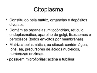 Citoplasma
• Constituído pela matriz, organelas e depósitos
   diversos
• Contém as organelas: mitocôndrias, retículo
   endoplasmático, aparelho de golgi, lisossomos e
   peroxissos (todos envoltos por membranas)
• Matriz citoplasmática, ou citosol: contém água,
   íons, aa, precursores de ácidos nucleicos,
   numerozas enzimas.
 - possuem microfibrilas: actina e tubilina
 