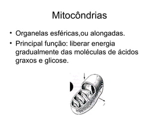 Mitocôndrias
• Organelas esféricas,ou alongadas.
• Principal função: liberar energia
  gradualmente das moléculas de ácidos
  graxos e glicose.
 