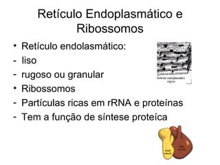 Retículo Endoplasmático e
            Ribossomos
• Retículo endolasmático:
- liso
- rugoso ou granular
• Ribossomos
- Partículas ricas em rRNA e proteínas
- Tem a função de síntese proteíca
 