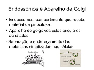 Endossomos e Aparelho de Golgi
• Endossomos: compartimento que recebe
  material da pinocitose
• Aparelho de golgi: vesículas circulares
  achatadas.
- Separação e endereçamento das
  moléculas sintetizadas nas células
 