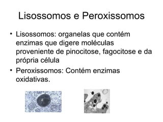 Lisossomos e Peroxissomos
• Lisossomos: organelas que contém
  enzimas que digere moléculas
  proveniente de pinocitose, fagocitose e da
  própria célula
• Peroxissomos: Contém enzimas
  oxidativas.
 