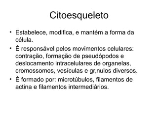 Citoesqueleto
• Estabelece, modifica, e mantém a forma da
  célula.
• É responsável pelos movimentos celulares:
  contração, formação de pseudópodos e
  deslocamento intracelulares de organelas,
  cromossomos, vesículas e grânulos diversos.
• É formado por: microtúbulos, filamentos de
  actina e filamentos intermediários.
 