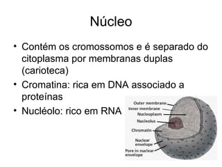 Núcleo
• Contém os cromossomos e é separado do
  citoplasma por membranas duplas
  (carioteca)
• Cromatina: rica em DNA associado a
  proteínas
• Nucléolo: rico em RNA
 