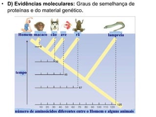 D) Evidências moleculares:  Graus de semelhança de proteínas e do material genético . 