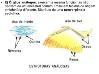 E) Órgãos análogos : exercem a mesma função nas não derivam de um ancestral comum. Possuem tecidos de origem embrionária diferente. São fruto de uma  convergência evolutiva. 