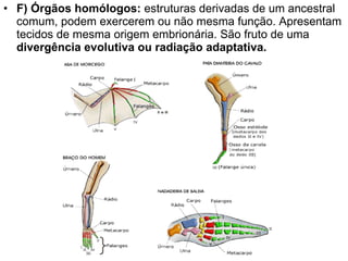 F) Órgãos homólogos:  estruturas derivadas de um ancestral comum, podem exercerem ou não mesma função. Apresentam tecidos de mesma origem embrionária. São fruto de uma  divergência evolutiva ou radiação adaptativa. 